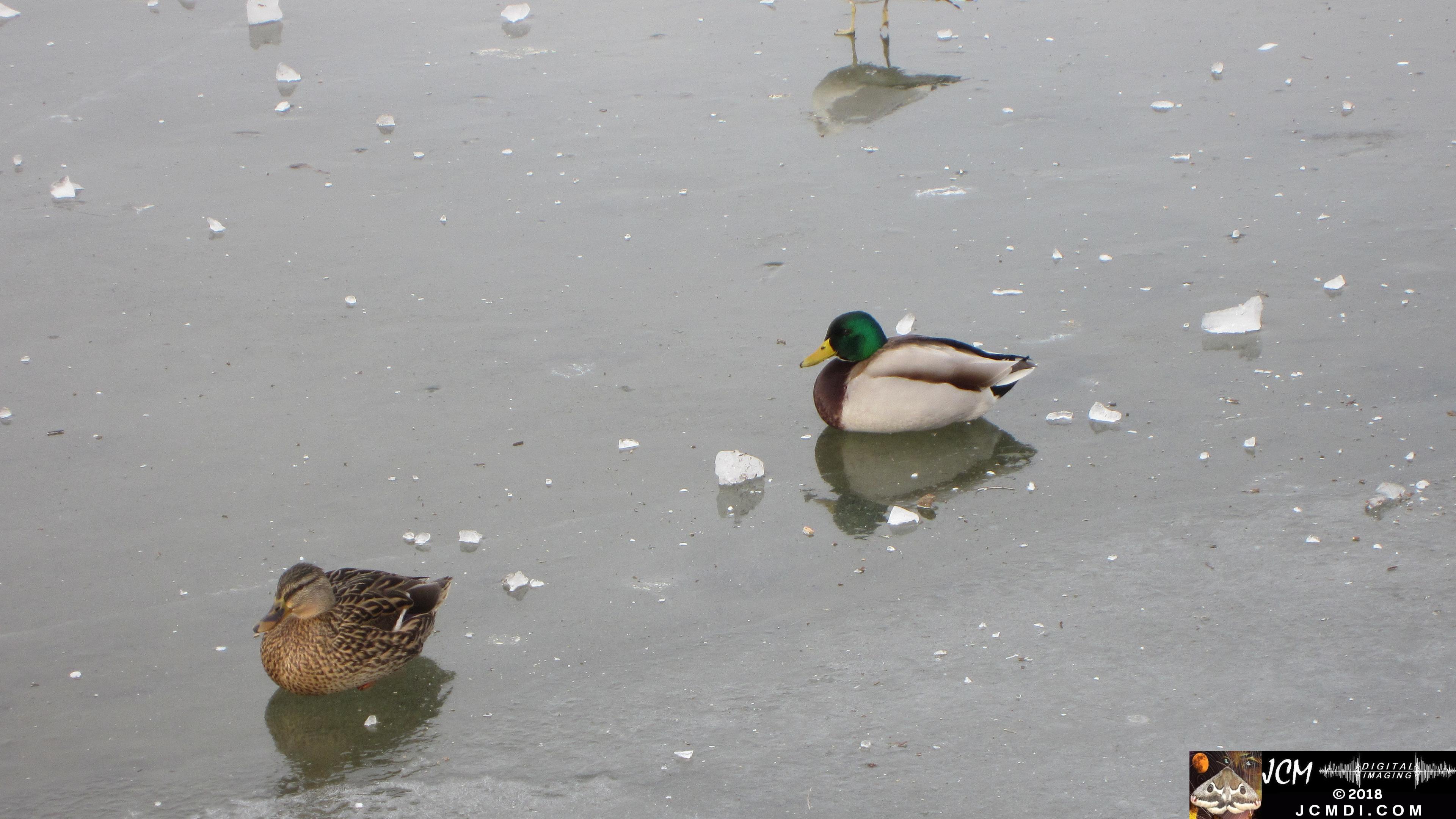 Mallards sitting on Frozen Lake in Tennessee